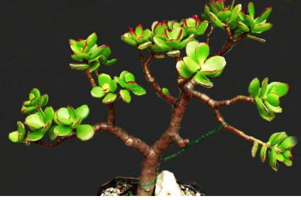 Cây ngọc bích bonsai