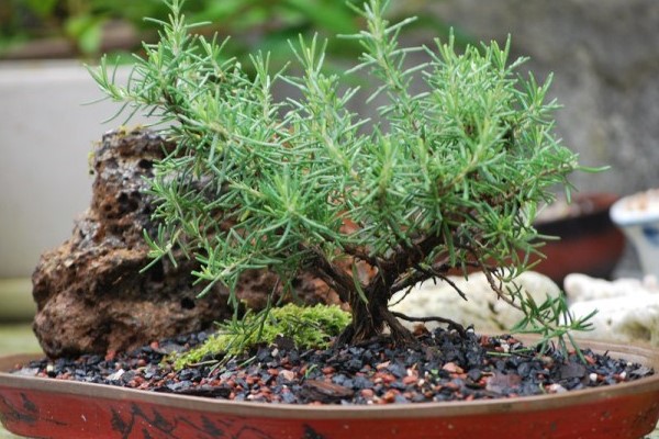 Cây hương thảo bonsai