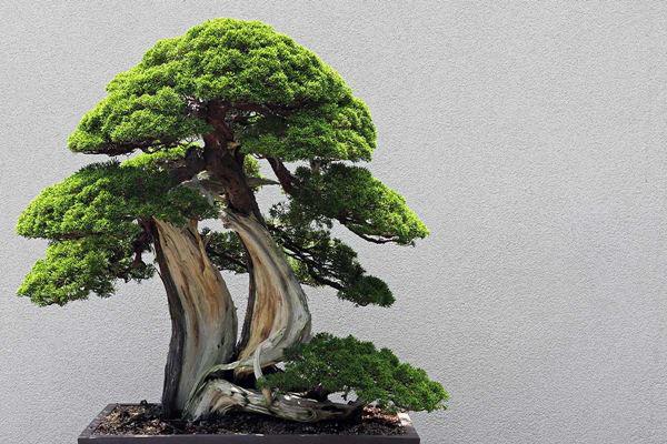Cây tùng la hán bonsai