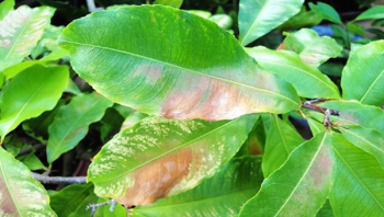 Nguyên nhân bệnh vàng lá trên cây mai và cách chữa trị hiệu quả