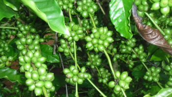 Nguyên nhân bệnh nấm hồng trên cây cà phê và cách chữa trị hiệu quả 