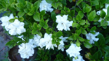 Bật mí những mẹo trồng hoa nhài trắng khỏe đẹp và ra nhiều hoa thơm
