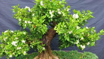 Cách chữa một số bệnh phổ biến trên cây nguyệt quế bonsai