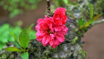 Hướng dẫn kỹ thuật trồng và chăm sóc cây hoa đào đẹp nở đúng dịp Tết